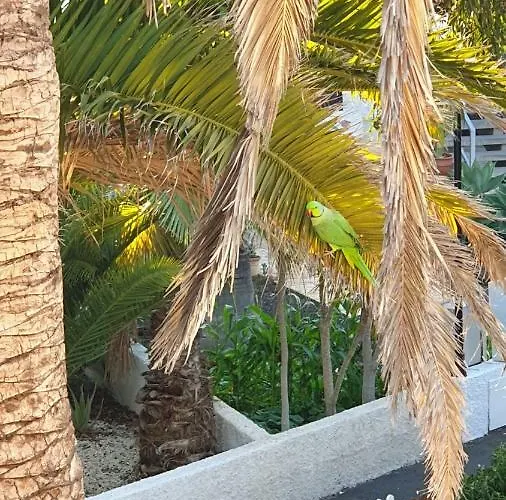 With Garden * Arona (Tenerife)